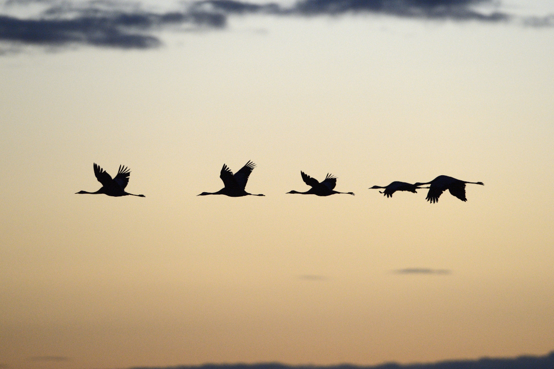 5 grues en vol